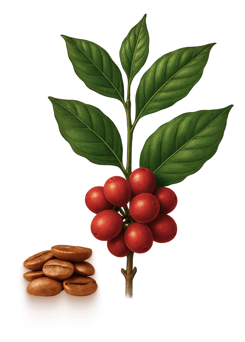 Planta café Robusta